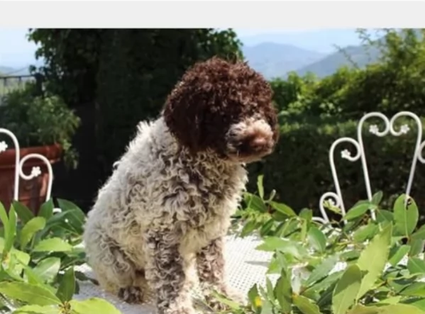 cuccioli di Lagotto romagnolo maschi e femmine per adozione | Foto 3