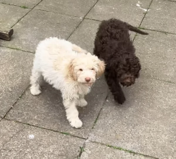 cuccioli di Lagotto romagnolo maschi e femmine per adozione | Foto 1