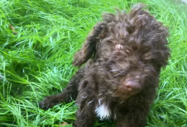 cuccioli di Lagotto romagnolo maschi e femmine per adozione | Foto 4