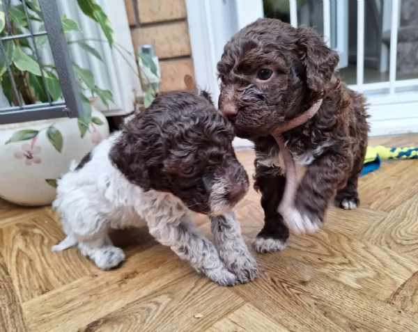 cuccioli di Lagotto romagnolo maschi e femmine per adozione