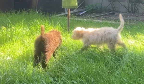 cuccioli di Lagotto romagnolo maschi e femmine per adozione | Foto 2