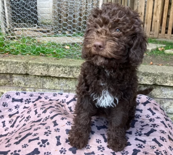 cuccioli di Lagotto romagnolo maschi e femmine per adozione | Foto 1