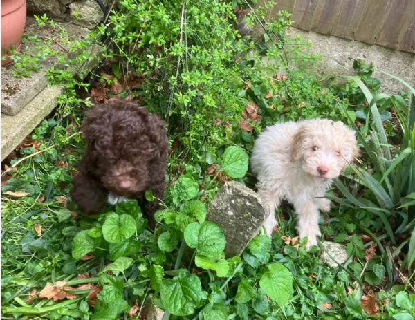 cuccioli di Lagotto romagnolo maschi e femmine per adozione | Foto 0