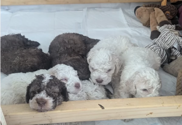 cuccioli di Lagotto romagnolo maschi e femmine per adozione | Foto 4