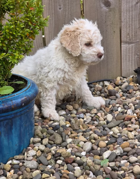 cuccioli di Lagotto romagnolo maschi e femmine per adozione | Foto 3