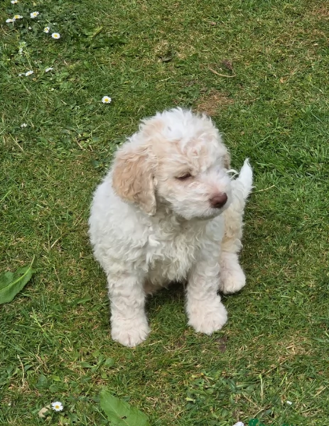 cuccioli di Lagotto romagnolo maschi e femmine per adozione | Foto 2