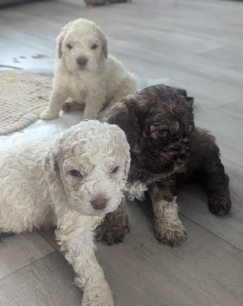 cuccioli di Lagotto romagnolo maschi e femmine per adozione | Foto 1