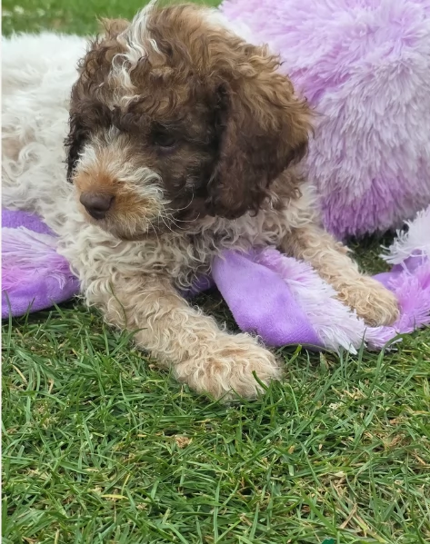 cuccioli di Lagotto romagnolo maschi e femmine per adozione | Foto 5