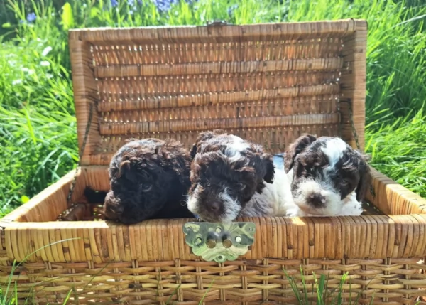 cuccioli di Lagotto romagnolo maschi e femmine per adozione | Foto 3
