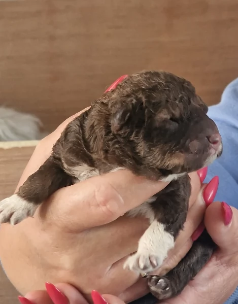 cuccioli di Lagotto romagnolo maschi e femmine per adozione | Foto 0