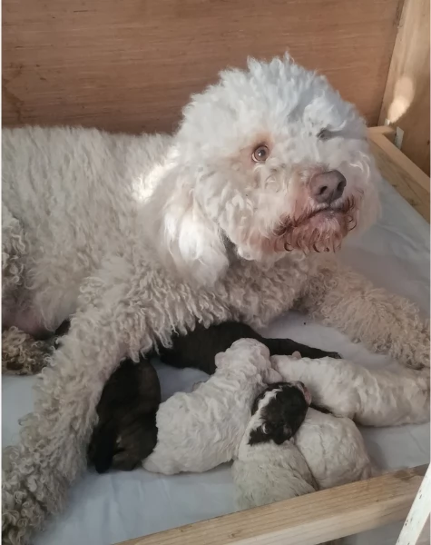 cuccioli di Lagotto romagnolo maschi e femmine per adozione | Foto 4