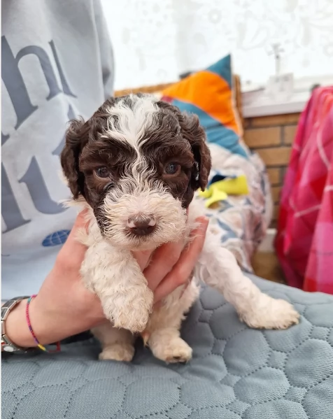 cuccioli di Lagotto romagnolo maschi e femmine per adozione | Foto 3