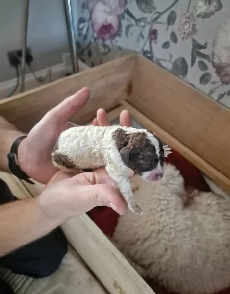 cuccioli di Lagotto romagnolo maschi e femmine per adozione | Foto 2