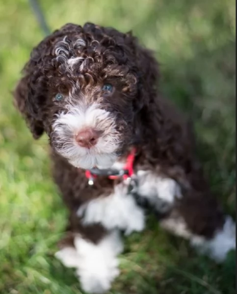 cuccioli di Lagotto romagnolo maschi e femmine per adozione | Foto 1
