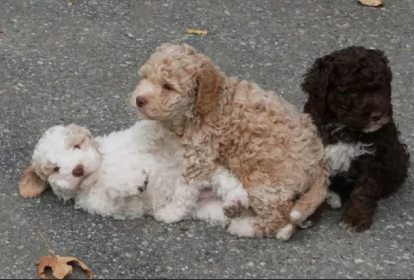 cuccioli di Lagotto romagnolo maschi e femmine per adozione | Foto 0