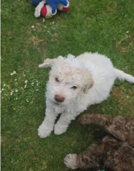 cuccioli di Lagotto romagnolo maschi e femmine per adozione