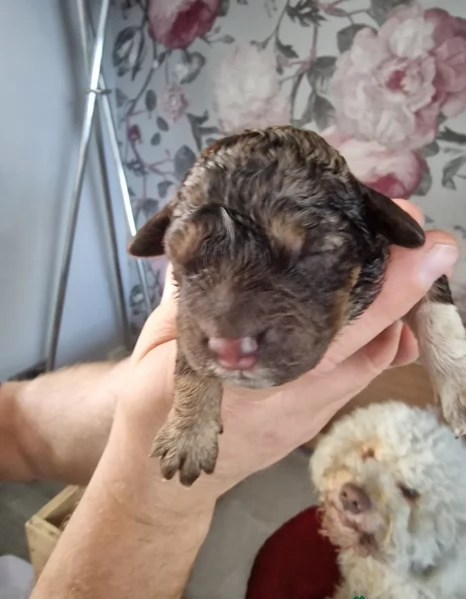 cuccioli di Lagotto romagnolo maschi e femmine per adozione | Foto 1