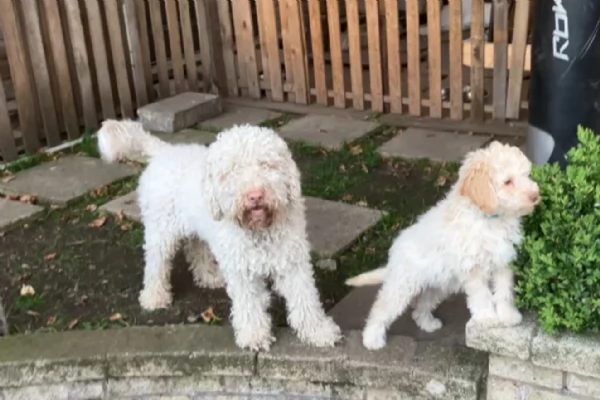 cuccioli di Lagotto romagnolo maschi e femmine per adozione | Foto 5