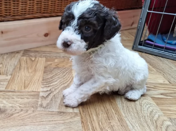 cuccioli di Lagotto romagnolo maschi e femmine per adozione | Foto 4