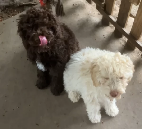 cuccioli di Lagotto romagnolo maschi e femmine per adozione | Foto 1