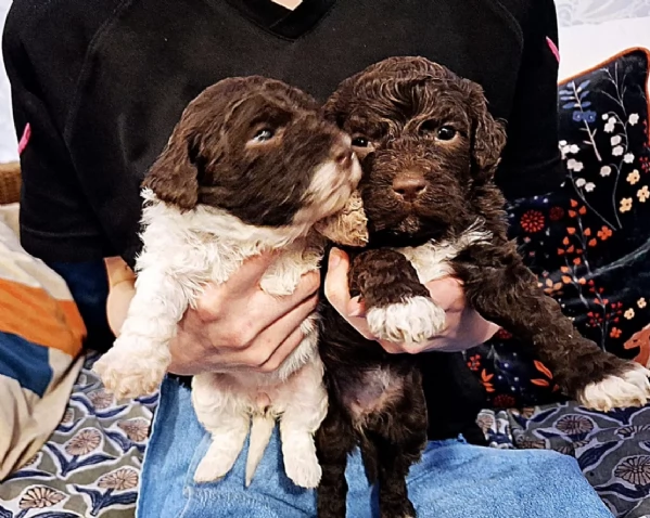 cuccioli di Lagotto romagnolo maschi e femmine per adozione | Foto 0