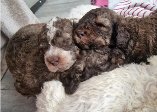 cuccioli di Lagotto romagnolo maschi e femmine per adozione | Foto 5