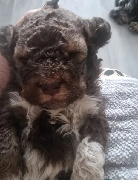 cuccioli di Lagotto romagnolo maschi e femmine per adozione | Foto 4