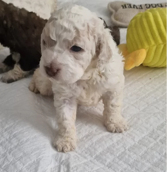 cuccioli di Lagotto romagnolo maschi e femmine per adozione | Foto 1