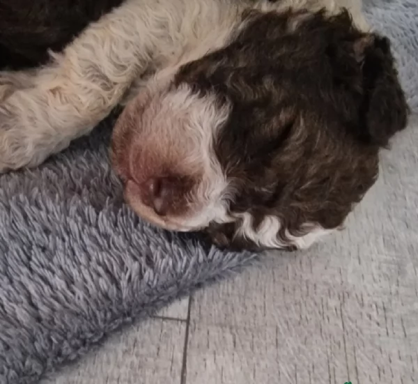 cuccioli di Lagotto romagnolo maschi e femmine per adozione | Foto 0