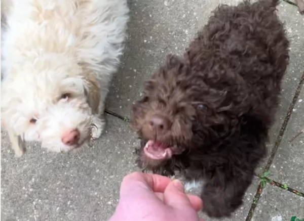 cuccioli di Lagotto romagnolo maschi e femmine per adozione | Foto 6
