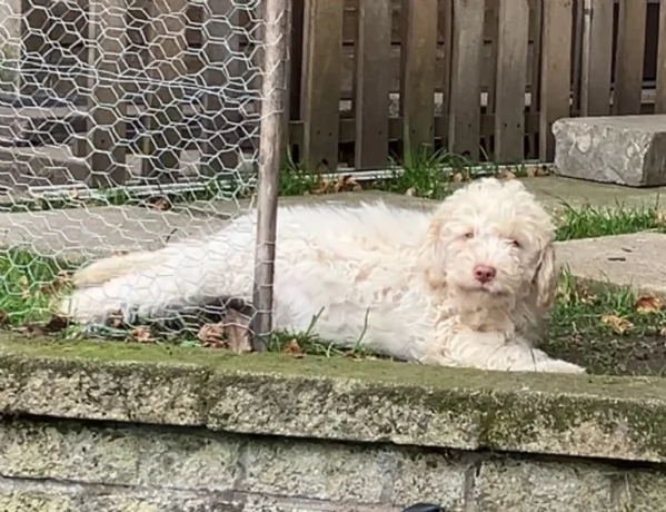 cuccioli di Lagotto romagnolo maschi e femmine per adozione | Foto 0