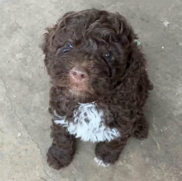cuccioli di Lagotto romagnolo maschi e femmine per adozione | Foto 1