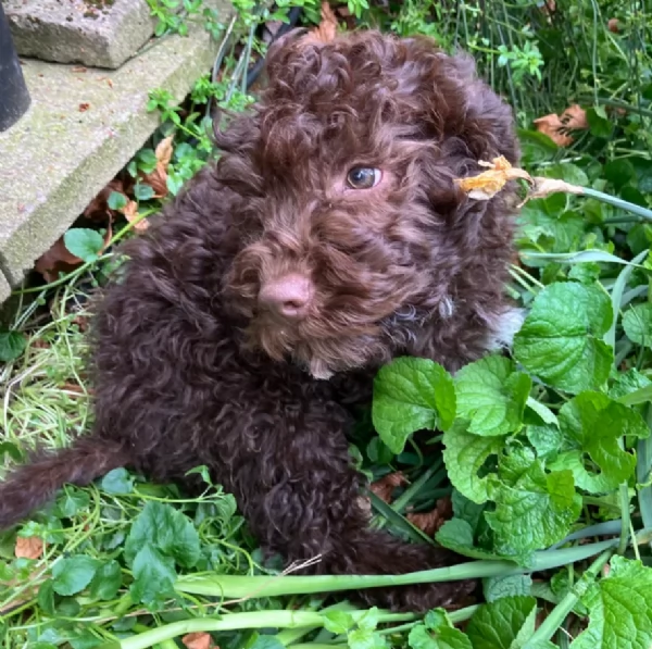 cuccioli di Lagotto romagnolo maschi e femmine per adozione | Foto 0