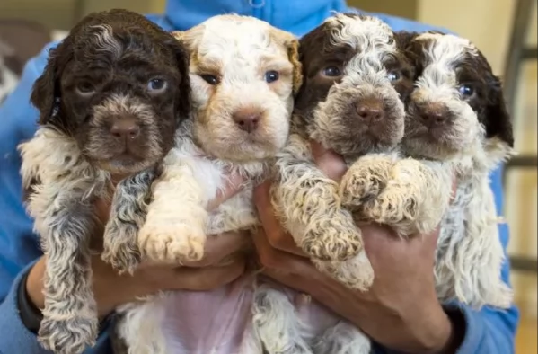 cuccioli di Lagotto romagnolo maschi e femmine per adozione | Foto 0