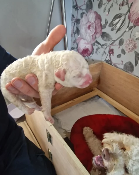 cuccioli di Lagotto romagnolo maschi e femmine per adozione | Foto 4