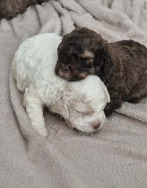 cuccioli di Lagotto romagnolo maschi e femmine per adozione | Foto 3