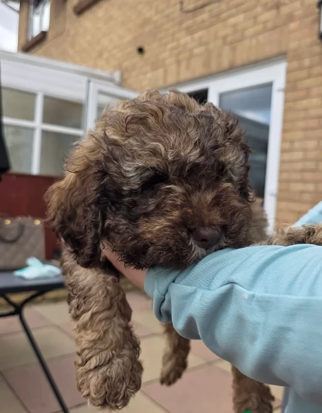 cuccioli di Lagotto romagnolo maschi e femmine per adozione