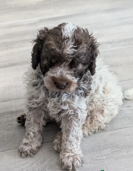 cuccioli di Lagotto romagnolo maschi e femmine per adozione | Foto 2