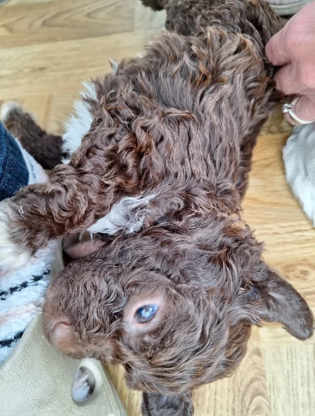 cuccioli di Lagotto romagnolo maschi e femmine per adozione | Foto 1