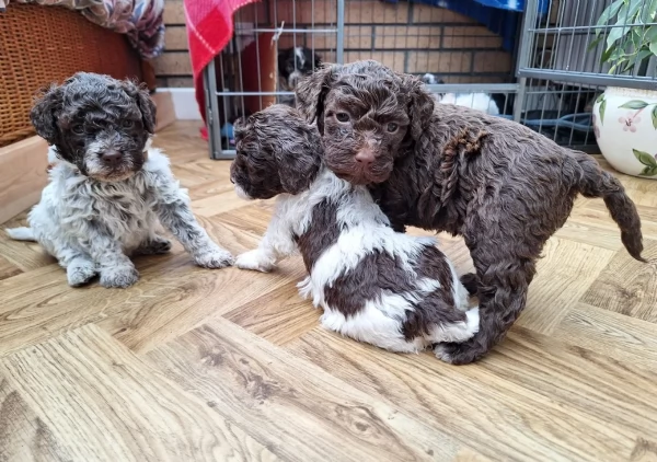 cuccioli di Lagotto romagnolo maschi e femmine per adozione | Foto 4