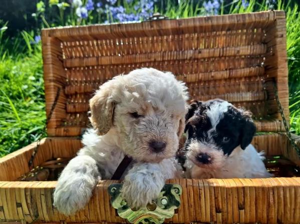 cuccioli di Lagotto romagnolo maschi e femmine per adozione | Foto 2