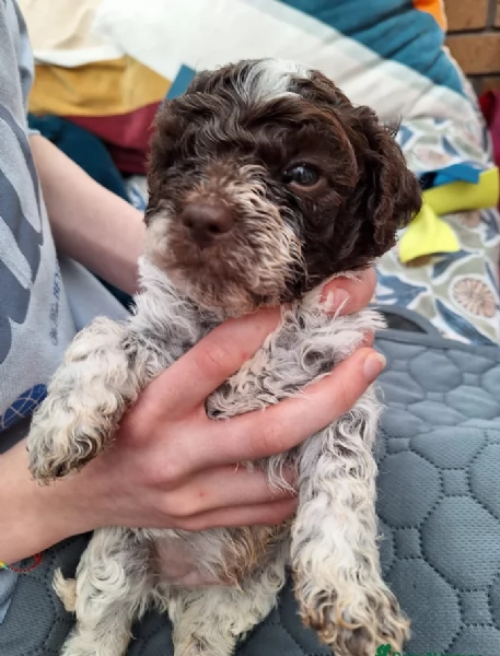 cuccioli di Lagotto romagnolo maschi e femmine per adozione