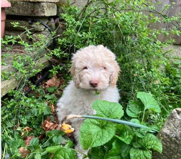 cuccioli di Lagotto romagnolo maschi e femmine per adozione | Foto 3