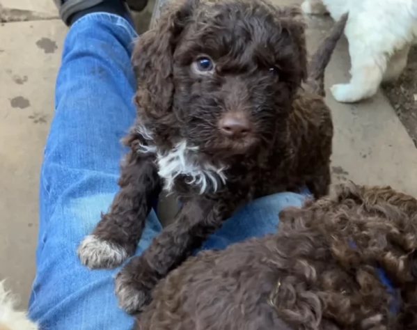 cuccioli di Lagotto romagnolo maschi e femmine per adozione | Foto 3