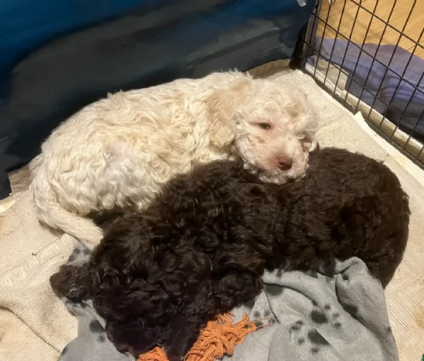 cuccioli di Lagotto romagnolo maschi e femmine per adozione | Foto 2