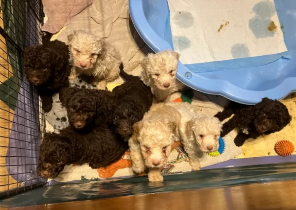 cuccioli di Lagotto romagnolo maschi e femmine per adozione | Foto 0