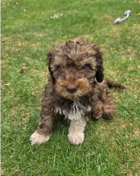 cuccioli di Lagotto romagnolo maschi e femmine per adozione | Foto 4