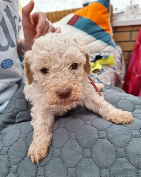cuccioli di Lagotto romagnolo maschi e femmine per adozione | Foto 4