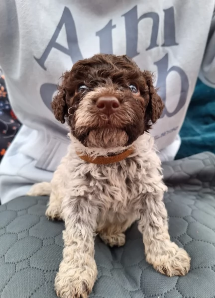 cuccioli di Lagotto romagnolo maschi e femmine per adozione | Foto 3