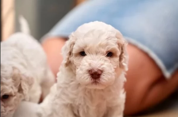 cuccioli di Lagotto romagnolo maschi e femmine per adozione